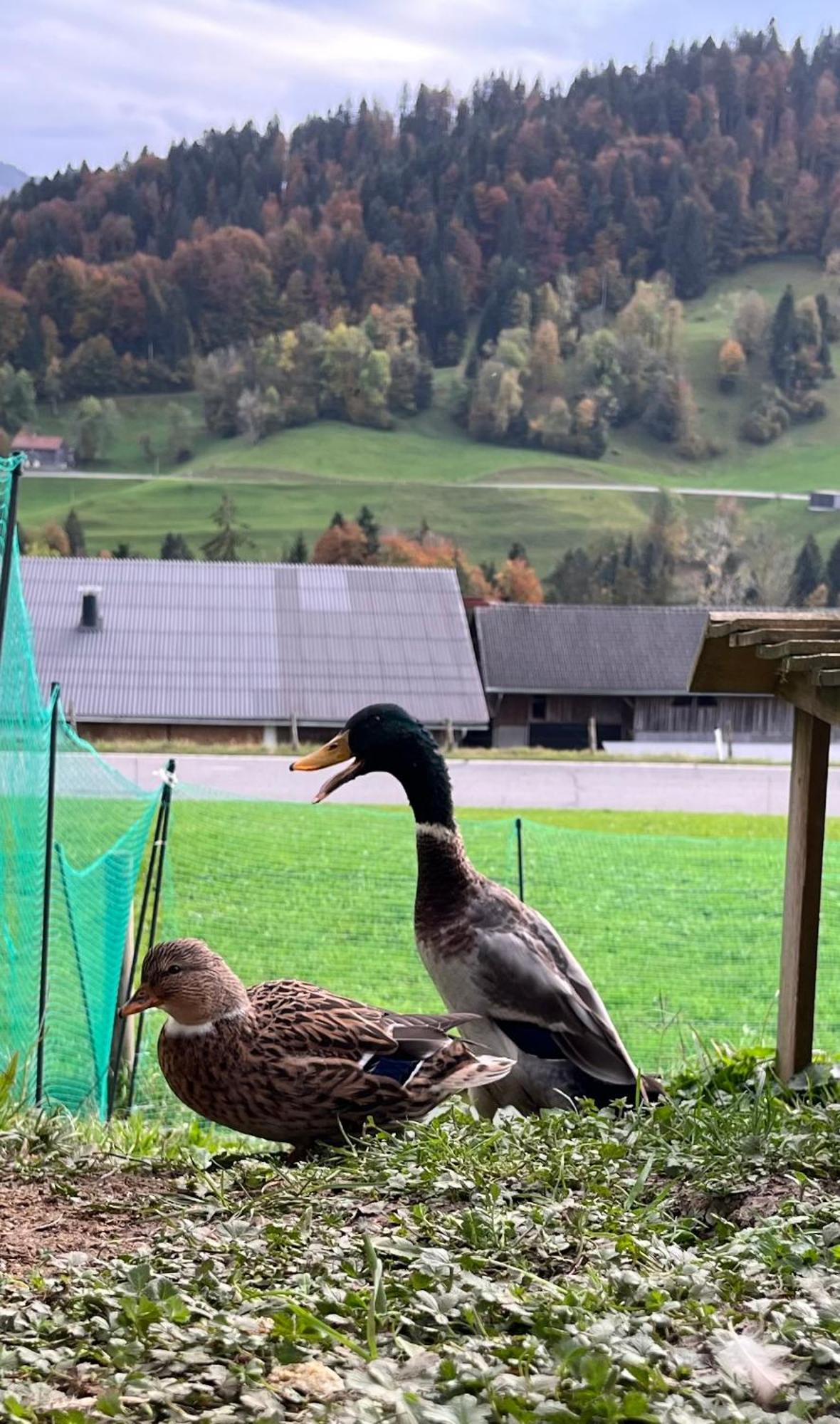 Schoenenbuehl